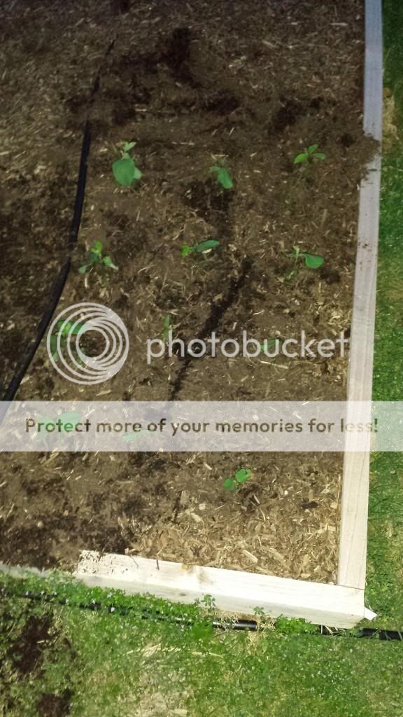  photo 2014-05-15203752_zps09f3086b.jpg